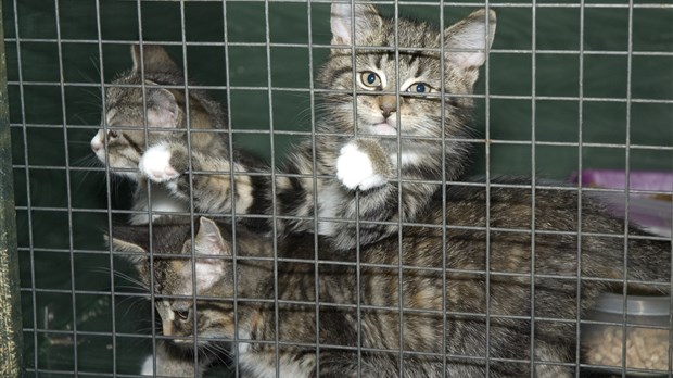 Une situation catastrophique, selon la SPCA